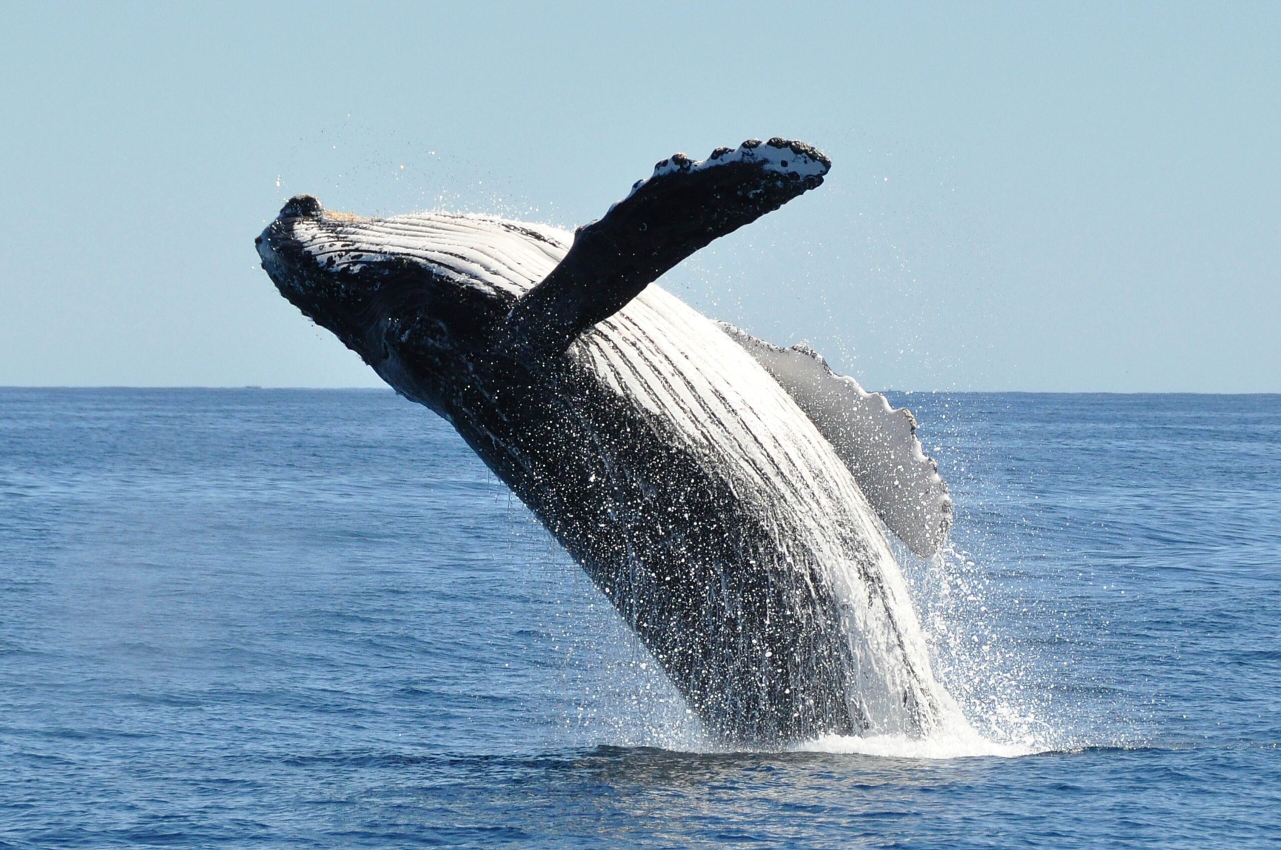 WHALE WATCHING (CROSS PROPERTY)
