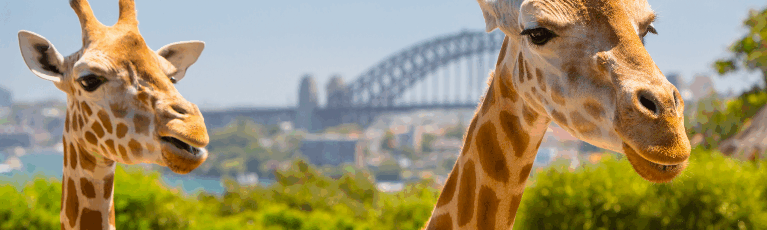 Taronga Zoo
