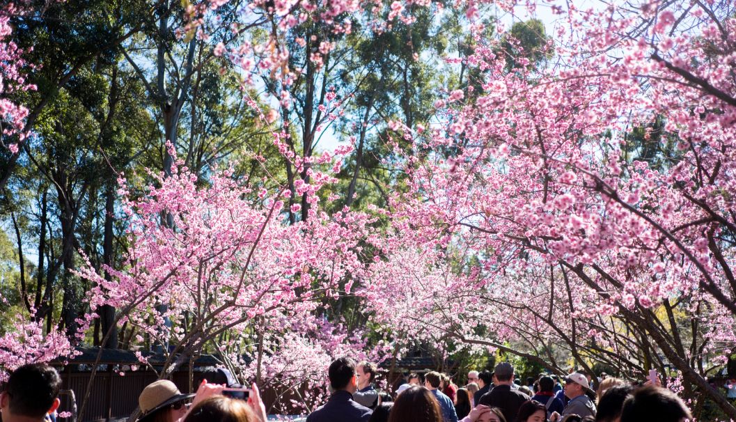 Cherry Blossom Festival